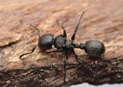 Procryptocerus
