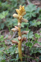 Orobanche inulae