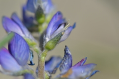 Lupinus angustifolius