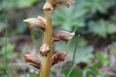 Orobanche inulae