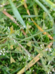 Capsella bursa-pastoris