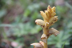Orobanche inulae