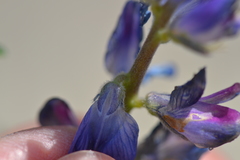 Lupinus angustifolius
