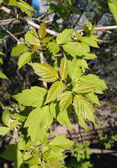 Acer negundo