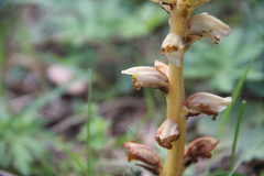 Orobanche inulae