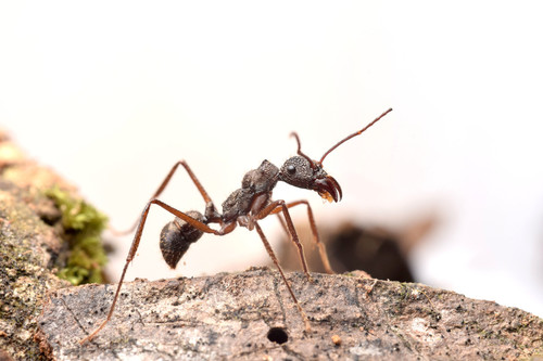 Ectatomma goninionEctatomma goninion
