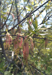 Acer negundo