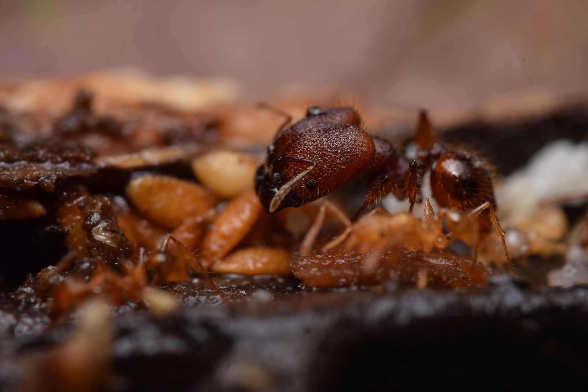 Pheidole ectatommoides