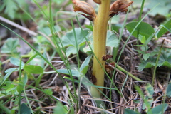 Orobanche inulae