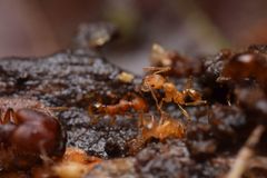 Pheidole ectatommoides