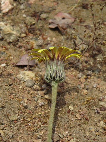 Image of Trichocline Aurea (Trichocline aurea) by (c) Nicolás Lavandero, some rights reserved (CC BY)