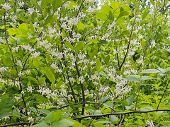Styrax americanus