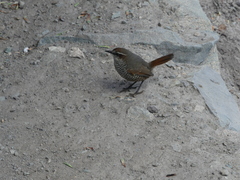 Scelorchilus albicollis