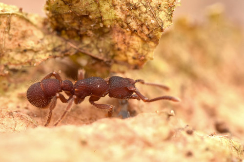 Gnamptogenys minuta