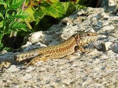 Podarcis muralis