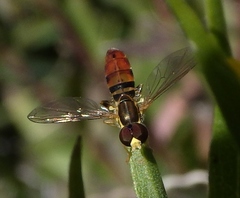 Toxomerus floralis