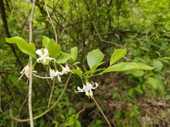 Styrax americanus