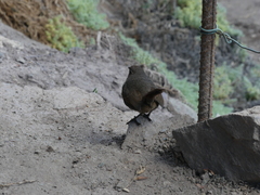 Scelorchilus albicollis