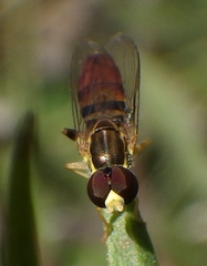 Toxomerus floralis