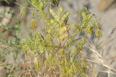 Lupinus angustifolius