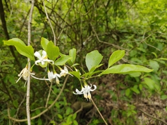 Styrax americanus