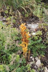 Orobanche alba xanthostigma