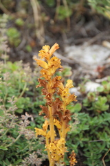 Orobanche alba xanthostigma