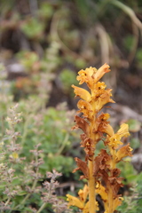 Orobanche alba xanthostigma