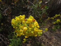Calceolaria thyrsiflora