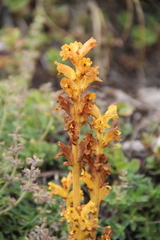 Orobanche alba xanthostigma