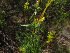 Calceolaria thyrsiflora