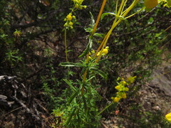 Calceolaria thyrsiflora