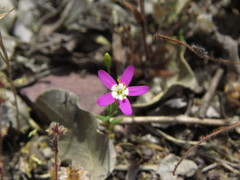 Centaurium cachanlahuen