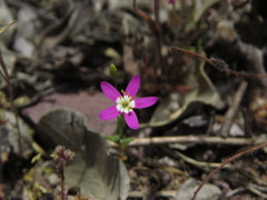 Centaurium cachanlahuen