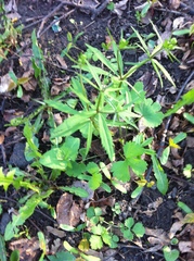 Ranunculus fallax