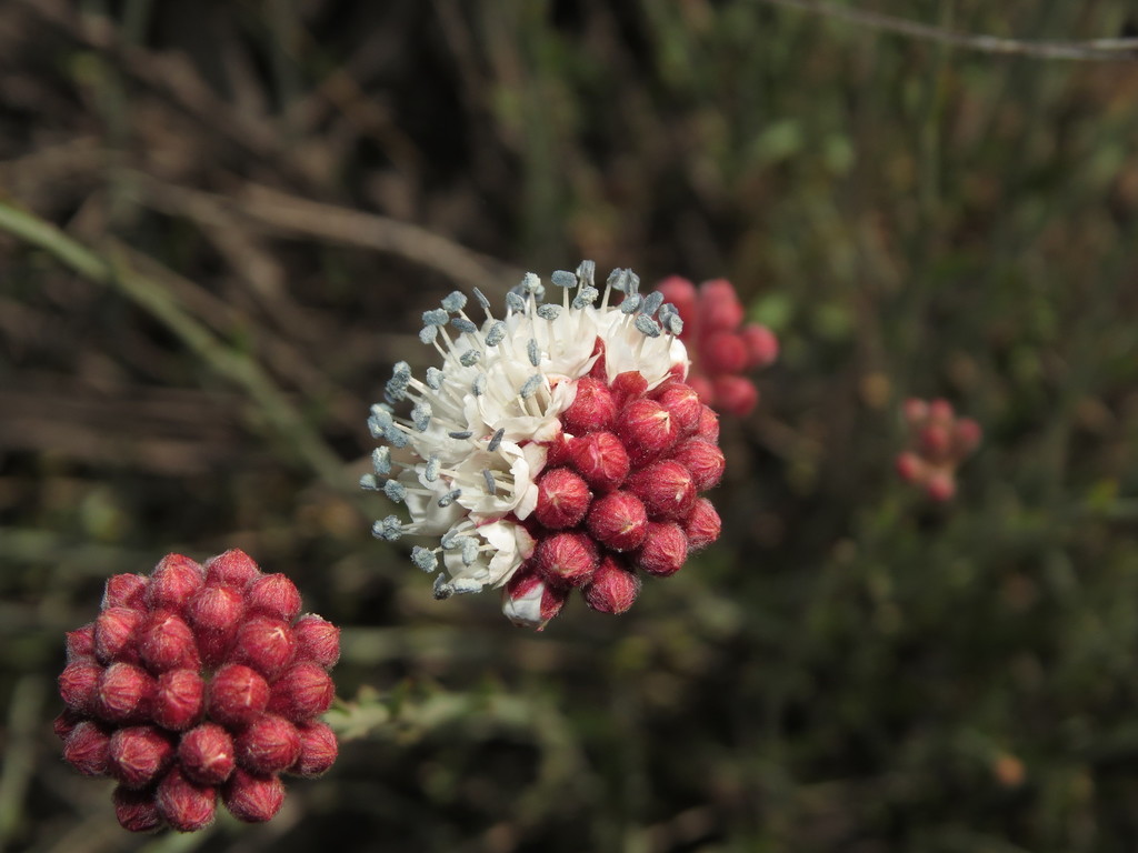 Malesherbia fasciculata (Malesherbia fasciculata)