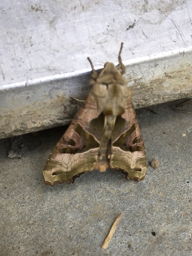 Phlogophora meticulosa