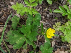 Ranunculus constantinopolitanus