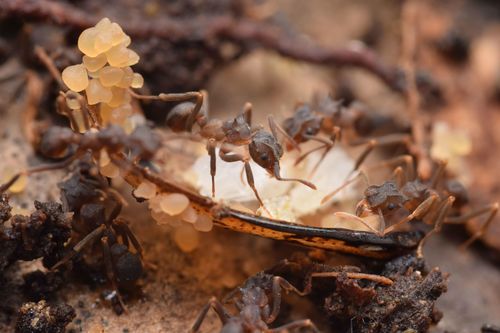Cyphomyrmex cornutusCyphomyrmex cornutus