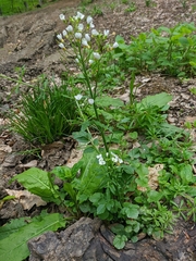 Cardamine tenera