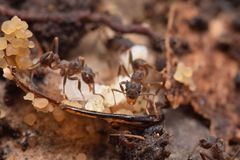Cyphomyrmex cornutus