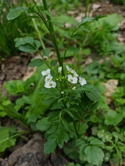 Cardamine tenera