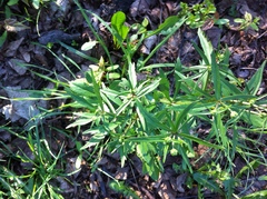 Ranunculus fallax