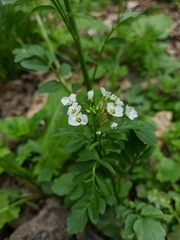 Cardamine tenera