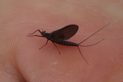 Leptophlebia cupida
