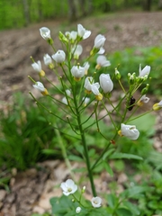 Cardamine tenera