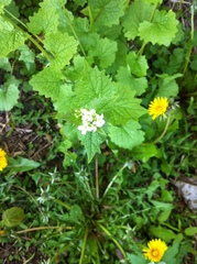 Alliaria petiolata