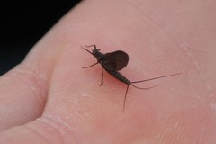 Leptophlebia cupida