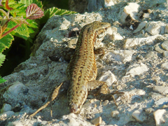 Podarcis muralis