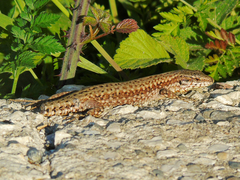 Podarcis muralis